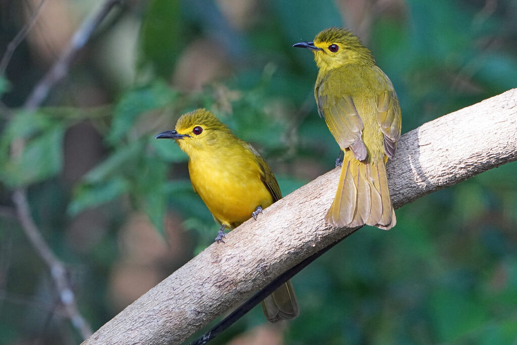 Ein Paar des Gelbbrauen-Bülbüls im Thattekad Bird Sanctuary in Kerala in Indien