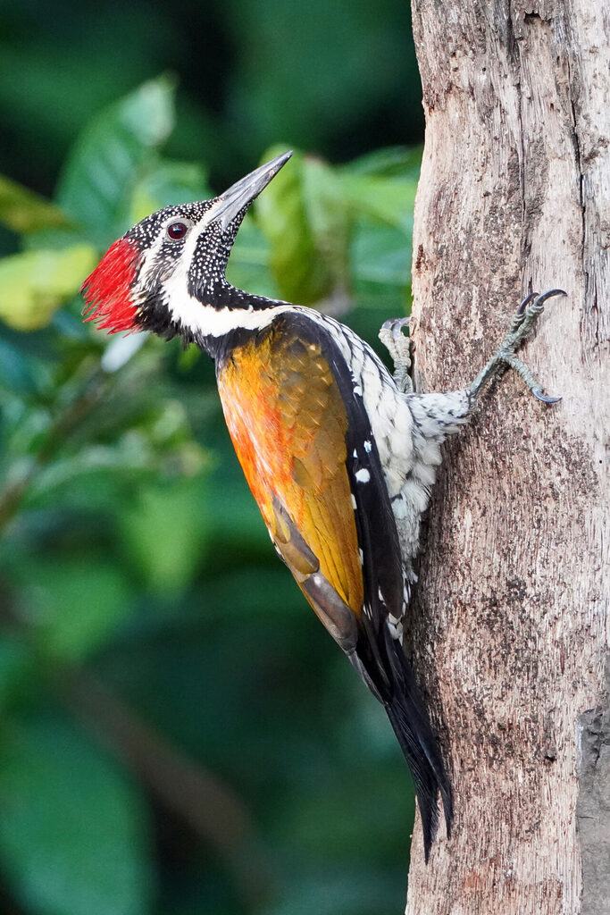 Der Black-Rumped Flameback Woodpecker (Bengalen-Flammenrücken) kommt in und um Thattekad sehr häufig vor und ist für mich einer der hübschesten Spechte überhaupt.