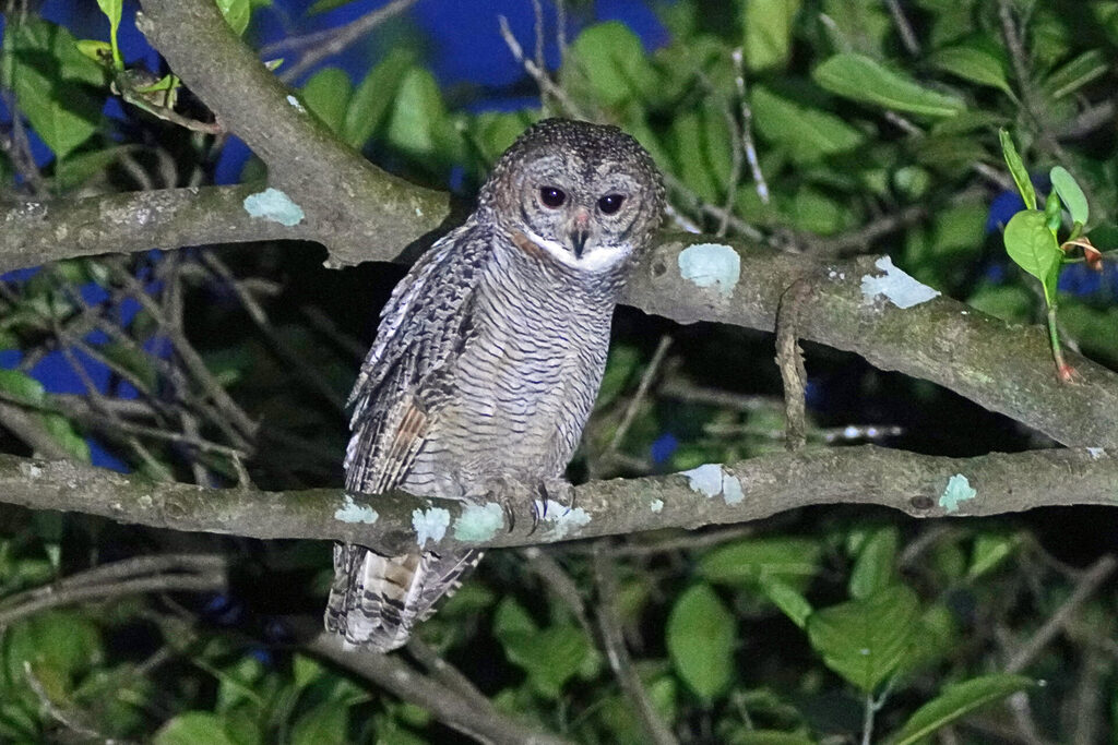 Erfolgreiches und spektakuläres Night Birding in der Umgebung der Eldhose Birding Lodge beim Thattekad Bird Sanctuary