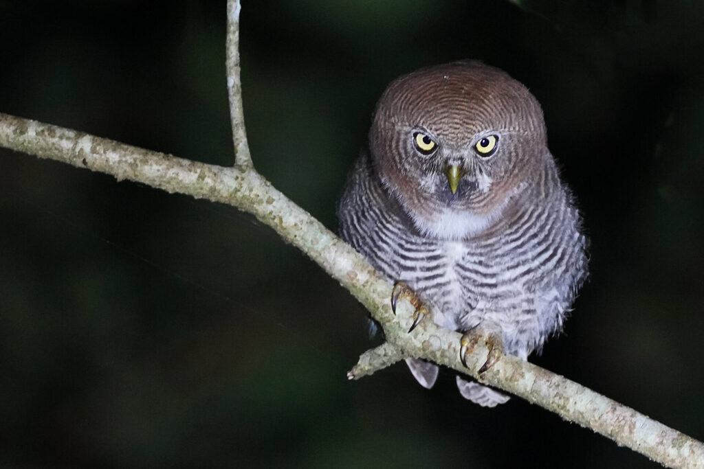 Erfolgreiches und spektakuläres Night Birding in der Umgebung der Eldhose Birding Lodge beim Thattekad Bird Sanctuary