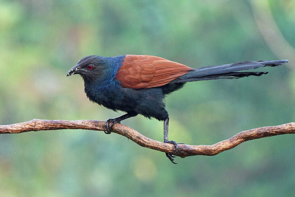 Faszinierendes Bird Watching, hier der Greater Coucal, in Thattekad auf dem Gelände der Eldhose Birding Lodge