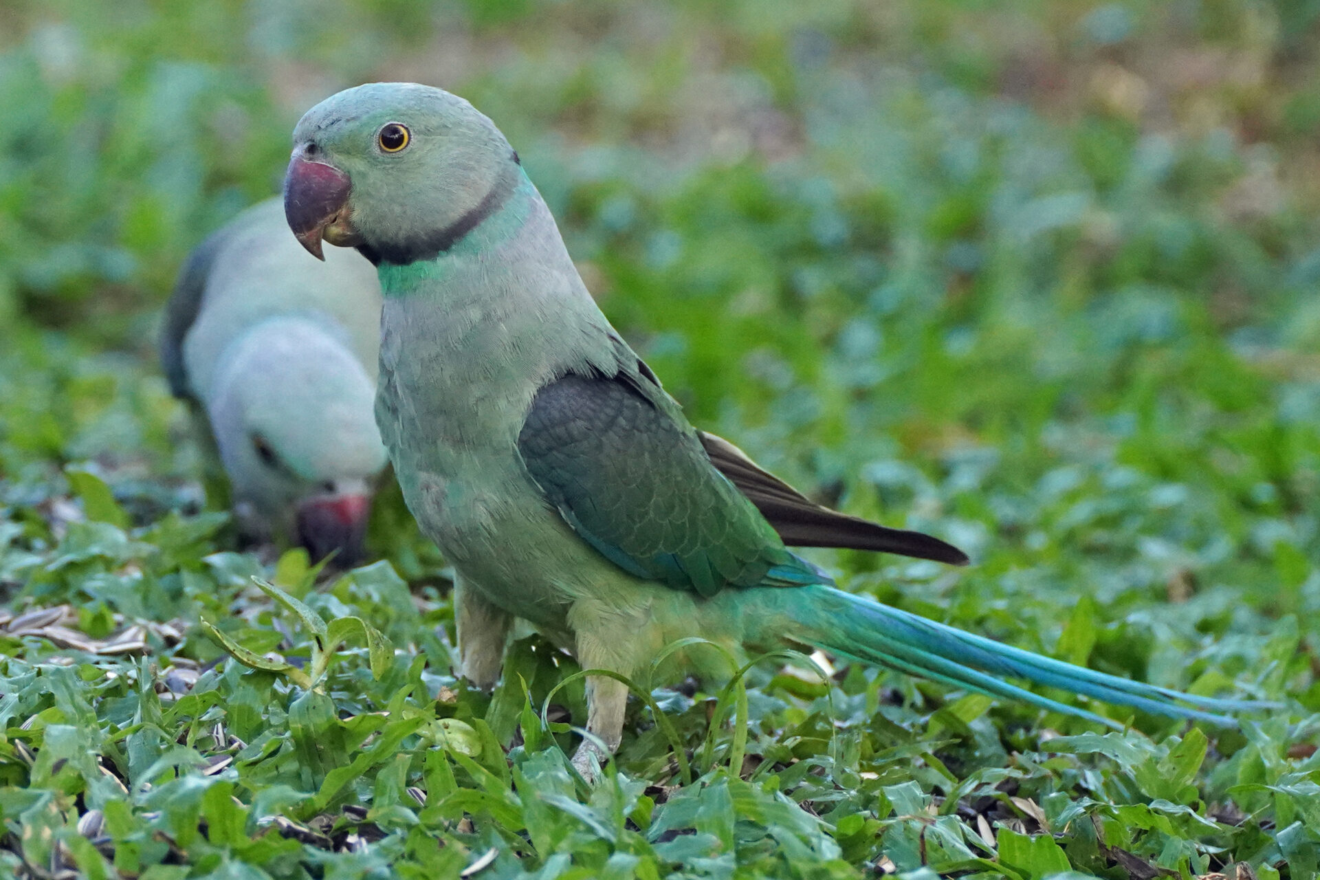 Faszinierendes Bird Watching, hier Malabar Parakeets, in Thattekad auf dem Gelände der Eldhose Birding Lodge