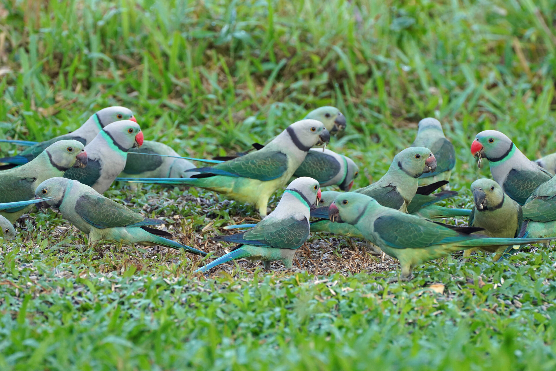 Faszinierendes Bird Watching, hier der Malabar Parakeet, in Thattekad auf dem Gelände der Eldhose Birding Lodge
