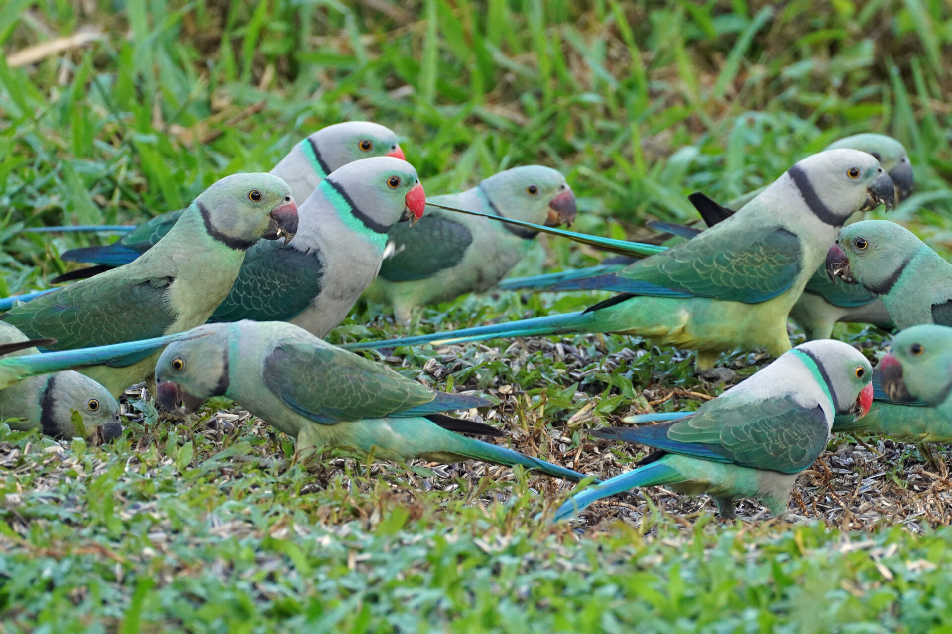 Faszinierendes Bird Watching, hier der Malabar Parakeet, in Thattekad auf dem Gelände der Eldhose Birding Lodge