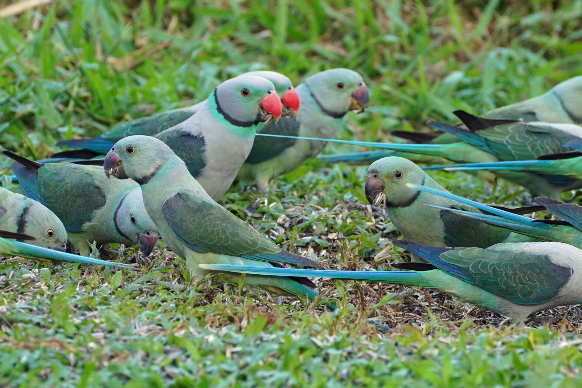 Faszinierendes Bird Watching, hier der Malabar Parakeet, in Thattekad auf dem Gelände der Eldhose Birding Lodge