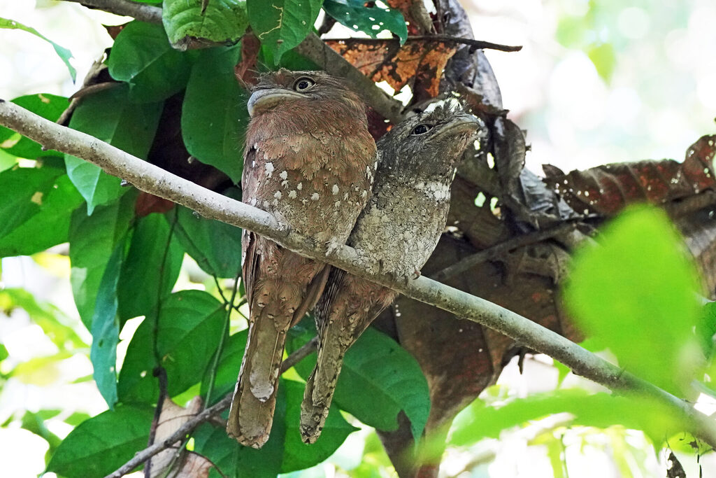 Einer der Stars im Thattekad Bird Sanctuary ist der nachtaktive Sri Lanka Frogmouth (Ceylon Froschmaul)