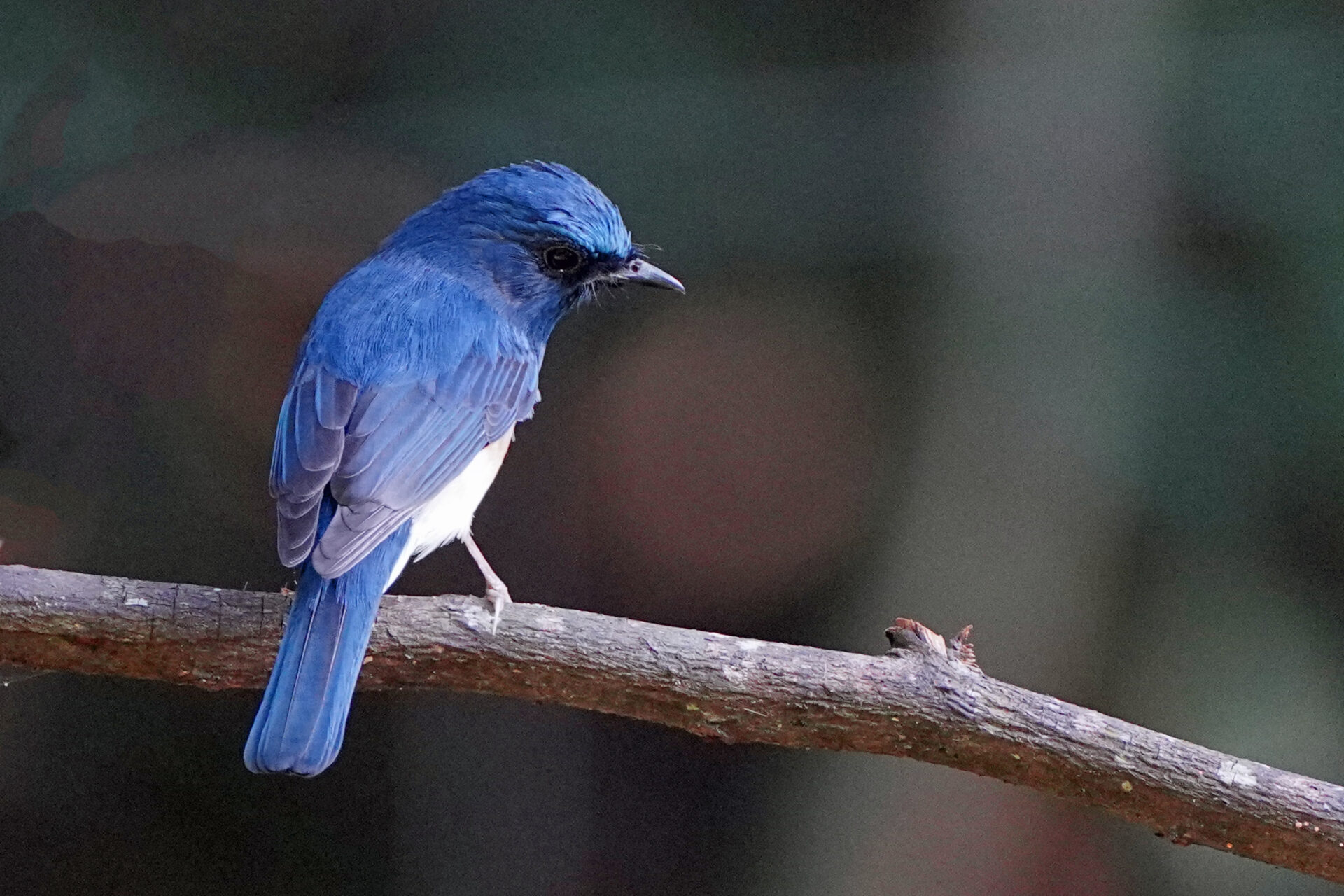 Faszinierendes Bird Watching, hier der Fliegenschnäpper, in Thattekad auf dem Gelände des Flycatcher Hide