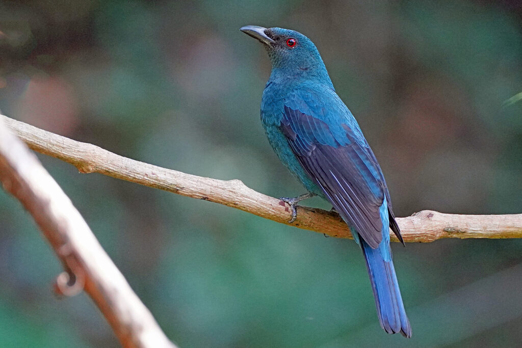 Schicht in blau aber wunderschön ist der Asian Fairy Bluebrid