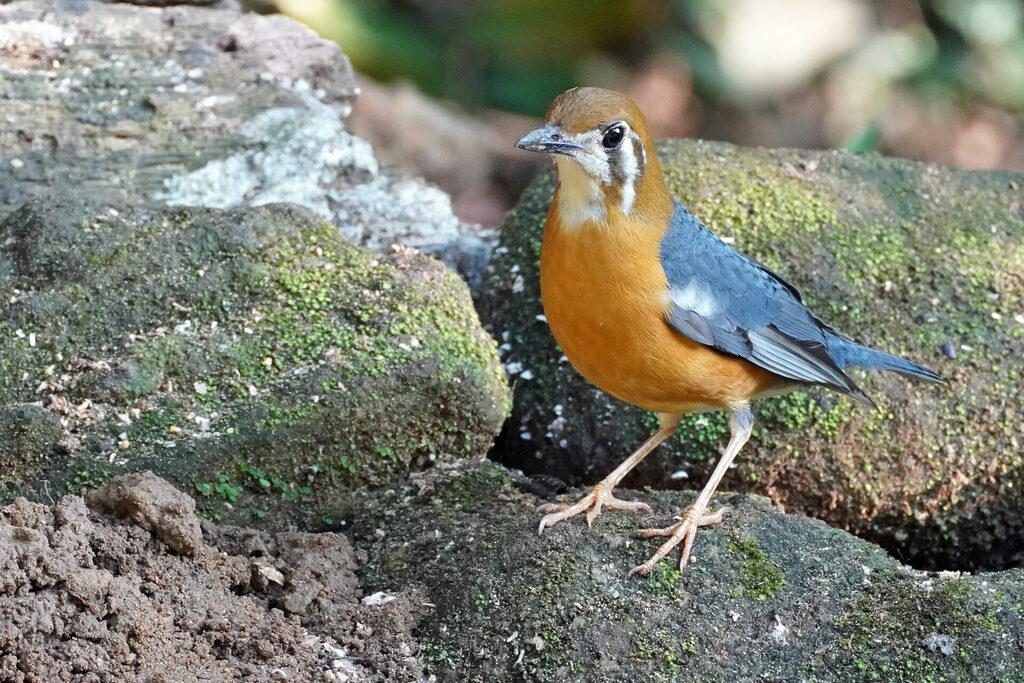Die Damadrossel wurde am Flycatcher-Hide in Thattekad wiederholt von den Drongos angegriffen und vertrieben.