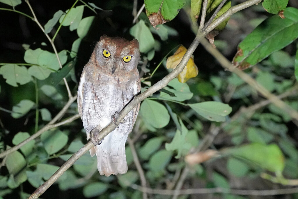 Erfolgreiches und spektakuläres Night Birding in der Umgebung der Eldhose Birding Lodge beim Thattekad Bird Sanctuary