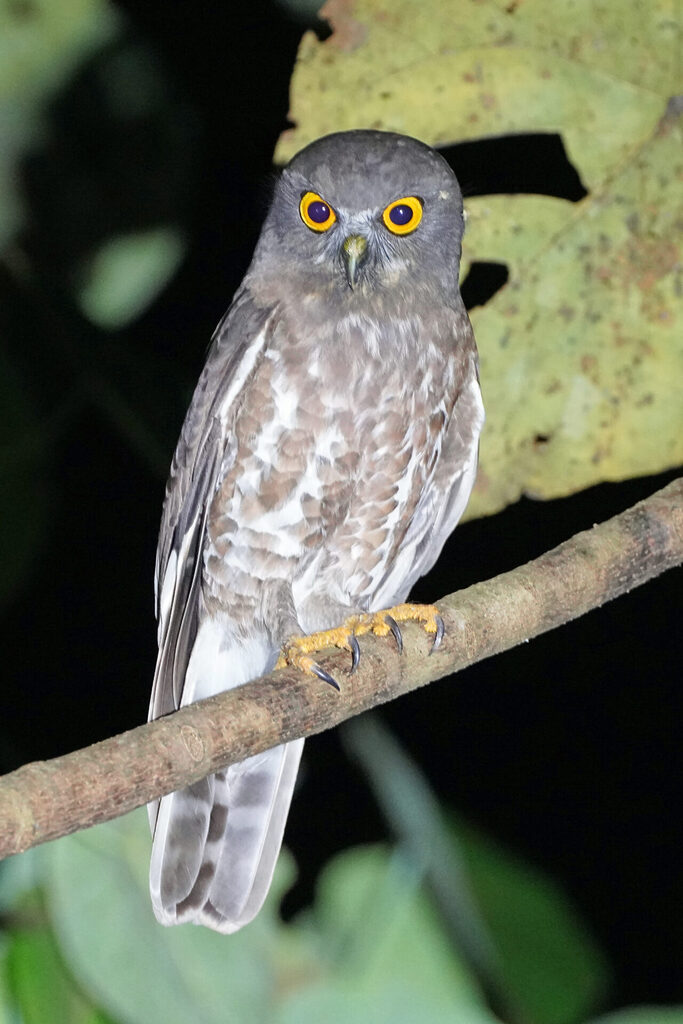 Erfolgreiches und spektakuläres Night Birding in der Umgebung der Eldhose Birding Lodge beim Thattekad Bird Sanctuary