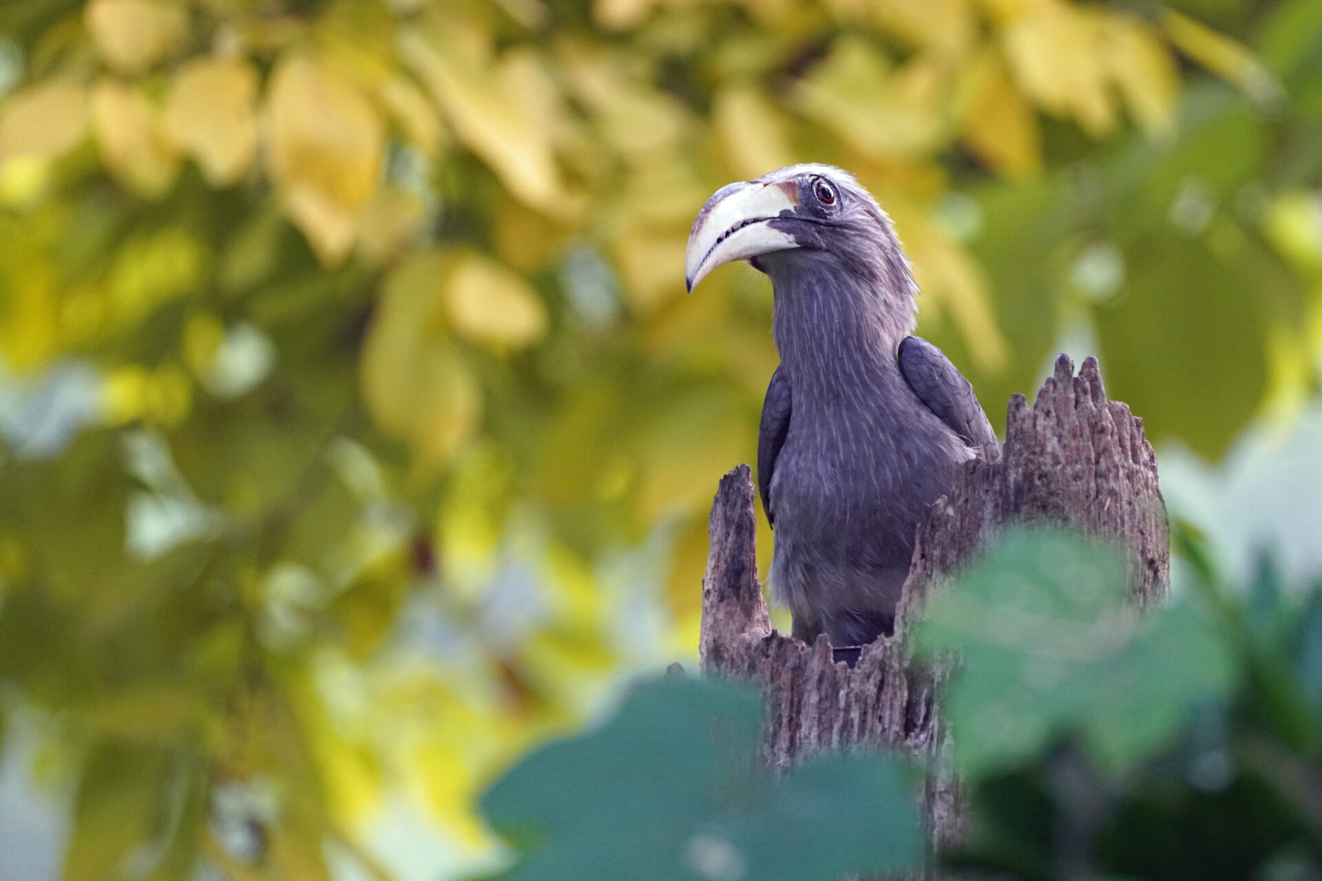 Faszinierendes Bird Watching, hier der Malabar Hornbill, in Thattekad auf dem Gelände der Eldhose Birding Lodge