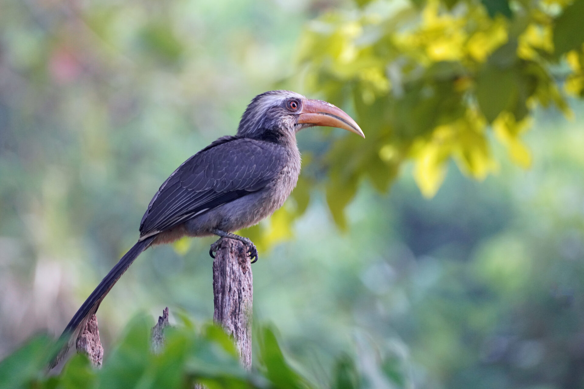 Faszinierendes Bird Watching, hier der Malabar Hornbill, in Thattekad auf dem Gelände der Eldhose Birding Lodge