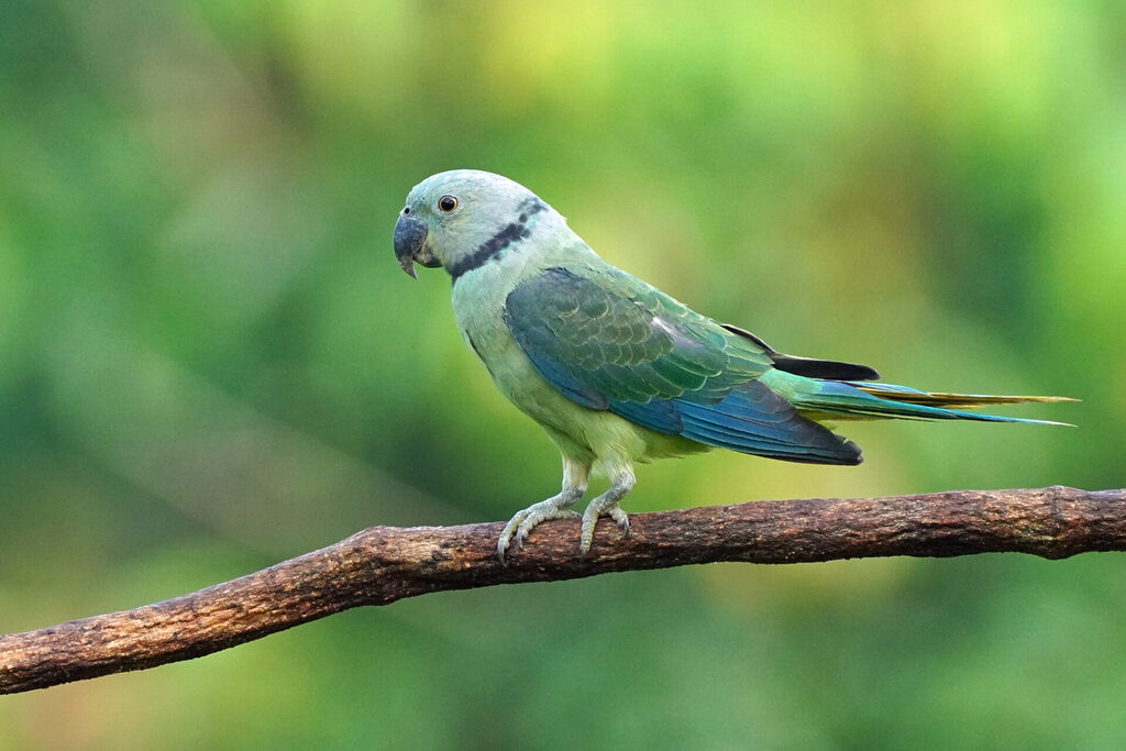 Nicht so oft wie der Malabar Hornbill, aber dennoch regelmäßig, ist der Malabar Parakeet auf dem Gelände der Eldhose Birding Lodge zu sehen