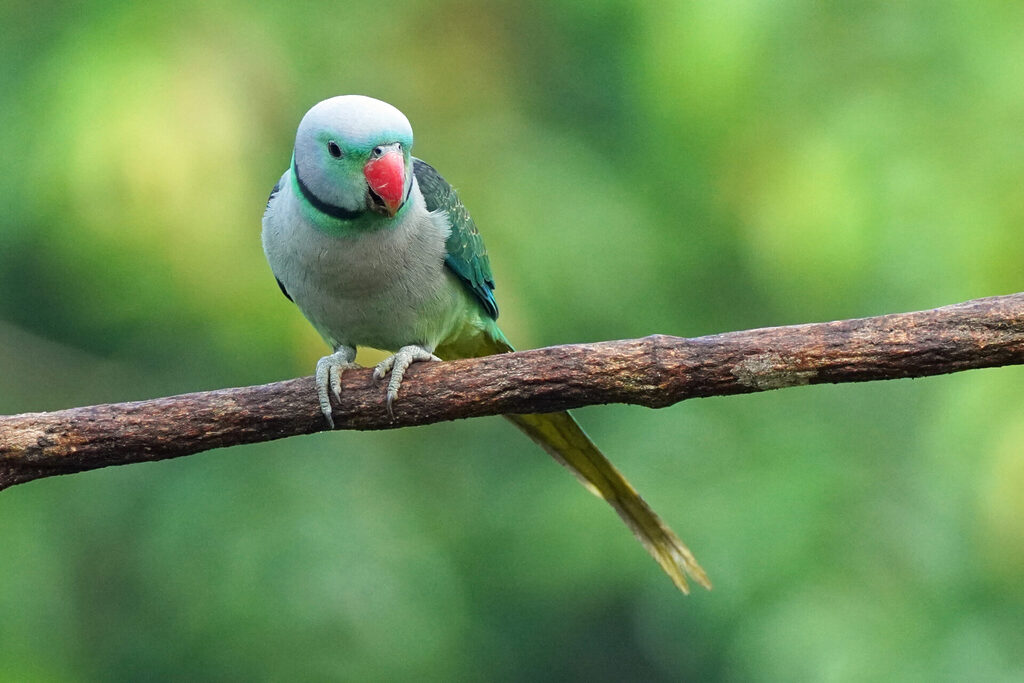 Nicht so oft wie der Malabar Hornbill, aber dennoch regelmäßig, ist der Malabar Parakeet auf dem Gelände der Eldhose Birding Lodge zu sehen