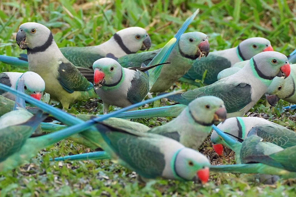Nicht so oft wie der Malabar Hornbill, aber dennoch regelmäßig, ist der Malabar Parakeet auf dem Gelände der Eldhose Birding Lodge zu sehen