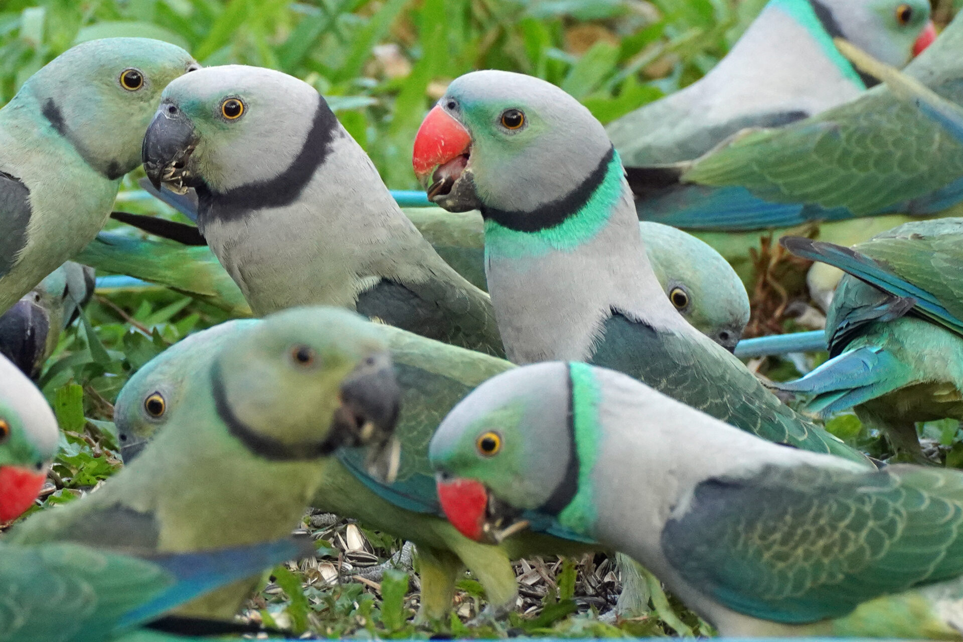 Faszinierendes Bird Watching, hier der Malabar Parakeet, in Thattekad auf dem Gelände der Eldhose Birding Lodge