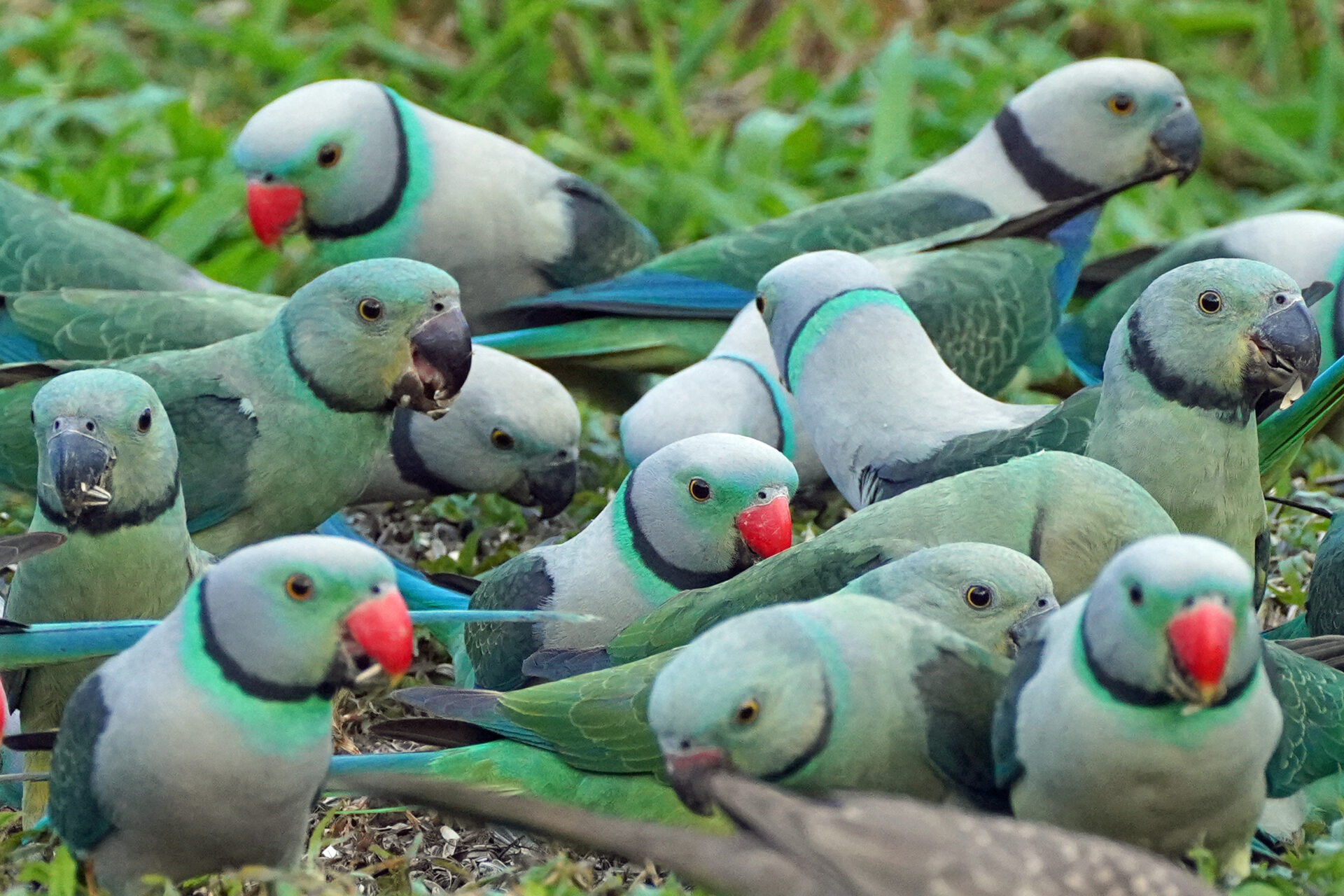Faszinierendes Bird Watching, hier der Malabar Parakeet, in Thattekad auf dem Gelände der Eldhose Birding Lodge