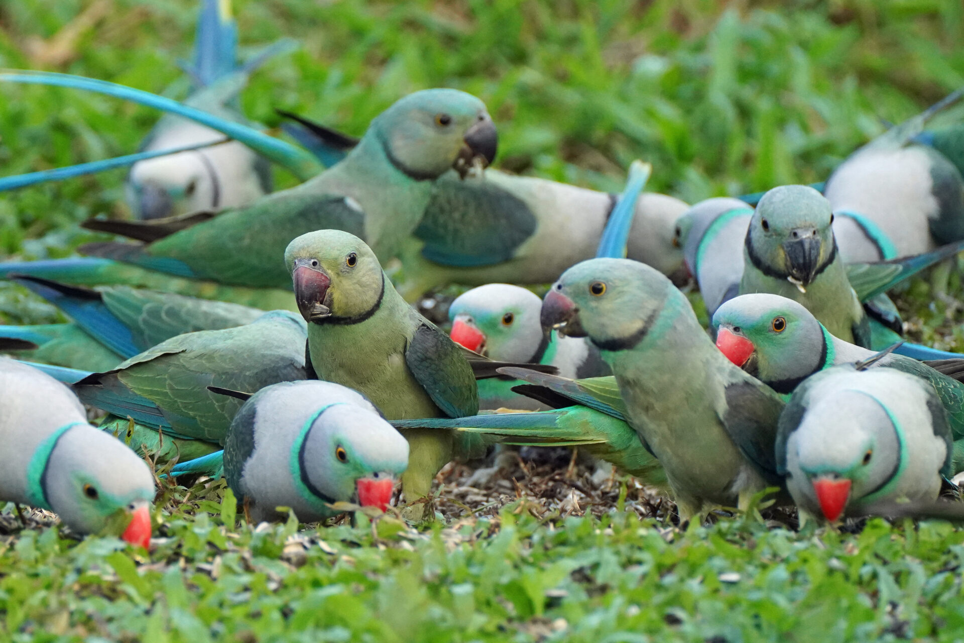 Faszinierendes Bird Watching, hier der Malabar Parakeet, in Thattekad auf dem Gelände der Eldhose Birding Lodge