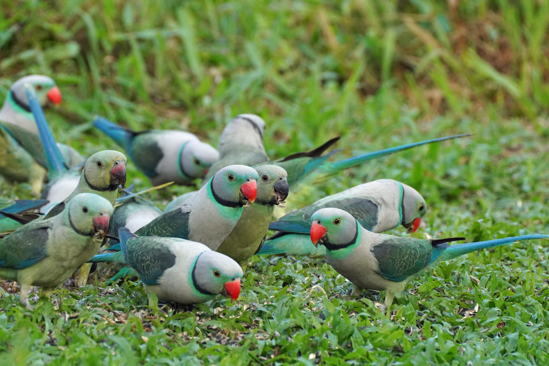 Faszinierendes Bird Watching, hier der Malabar Parakeet, in Thattekad auf dem Gelände der Eldhose Birding Lodge