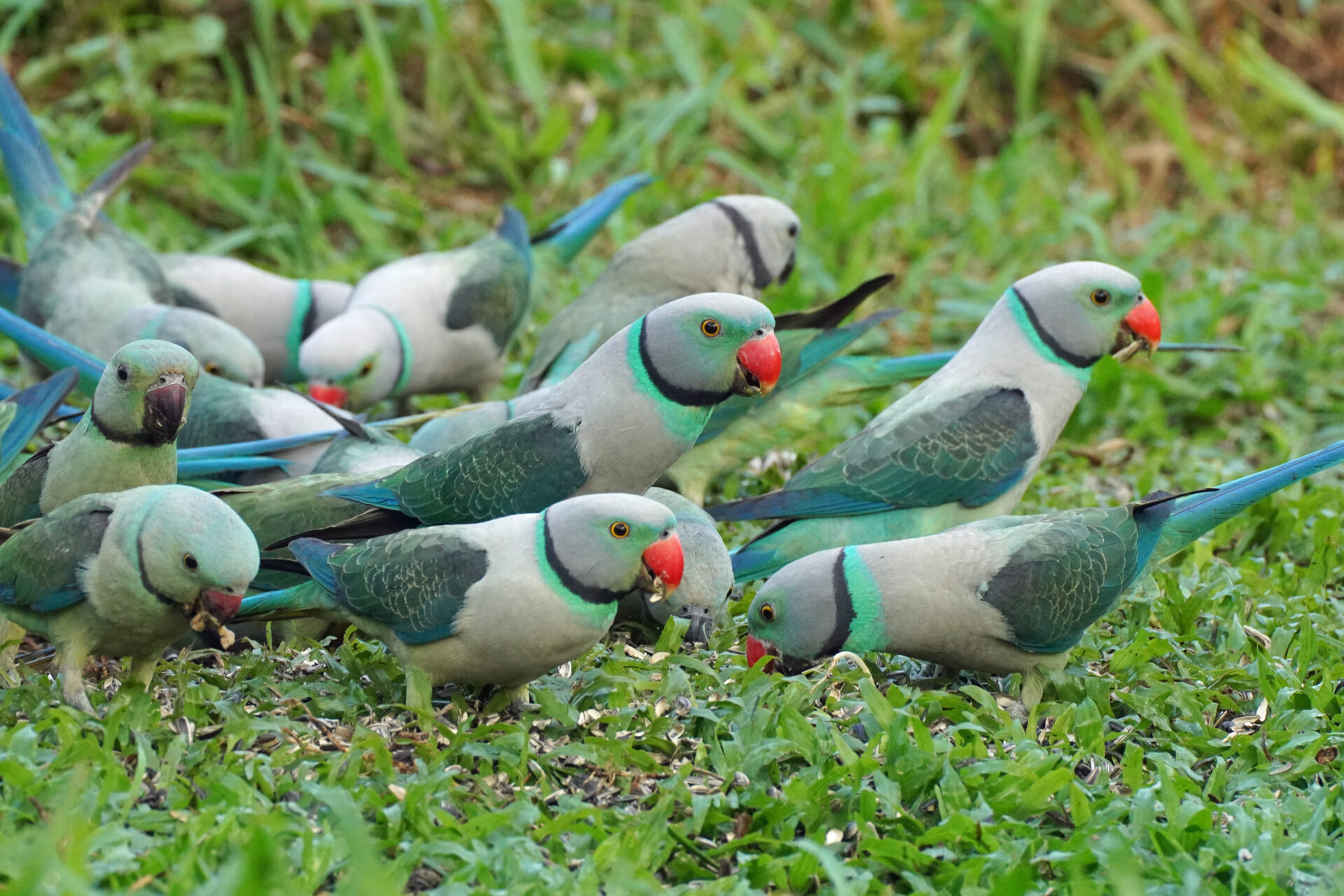 Faszinierendes Bird Watching, hier der Malabar Parakeet, in Thattekad auf dem Gelände der Eldhose Birding Lodge