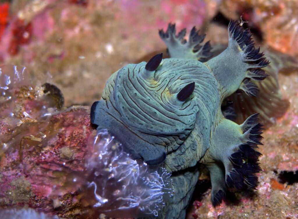 Nacktschnecke auf Malapascua