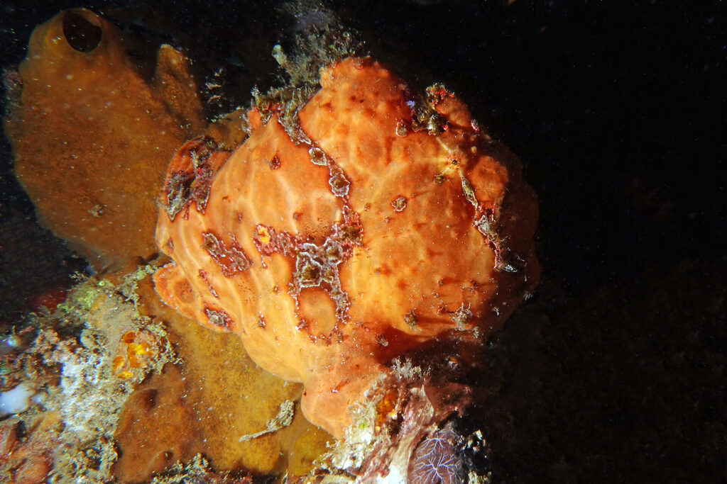 Anglerfisch beim Tauchen um Bangka Island in Sulawesi