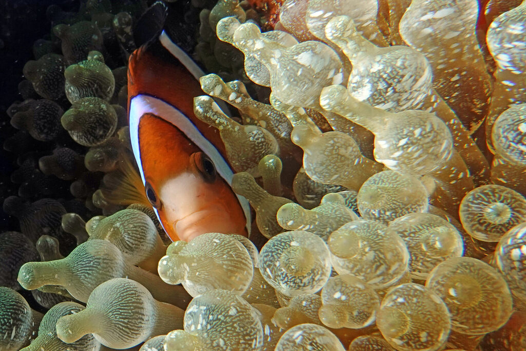 Anemonenfisch beim Tauchen um Bangka Island in Sulawesi