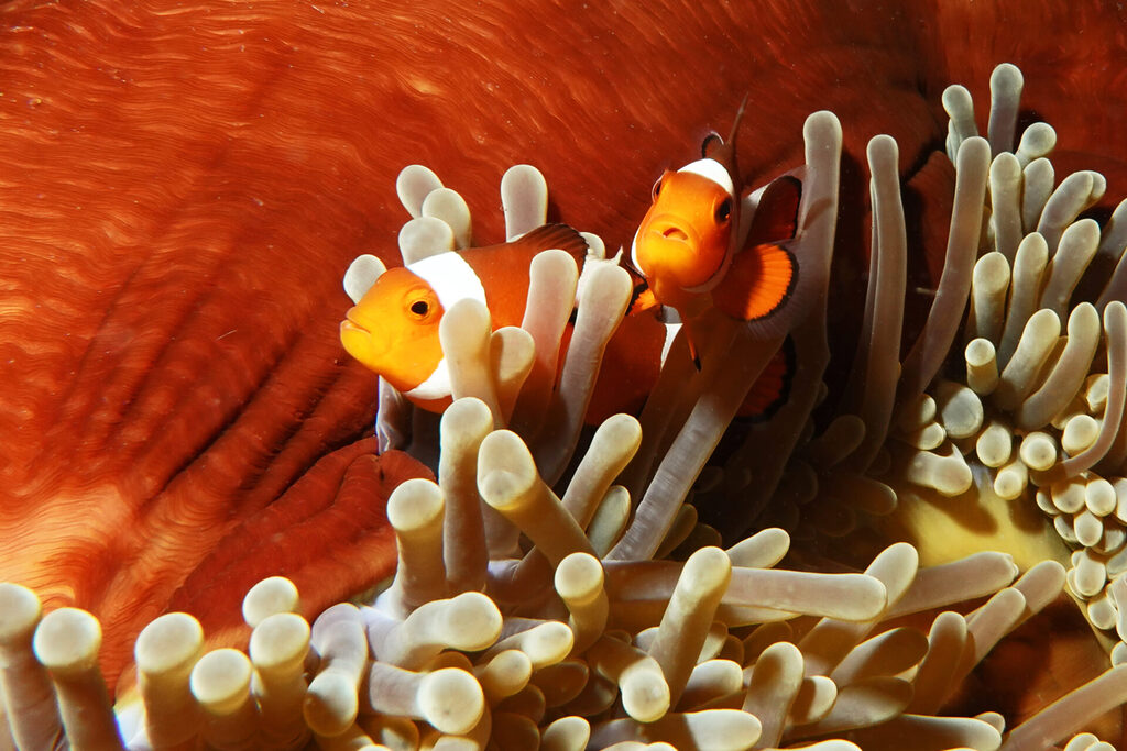 Clownfische beim Tauchen um Bangka Island