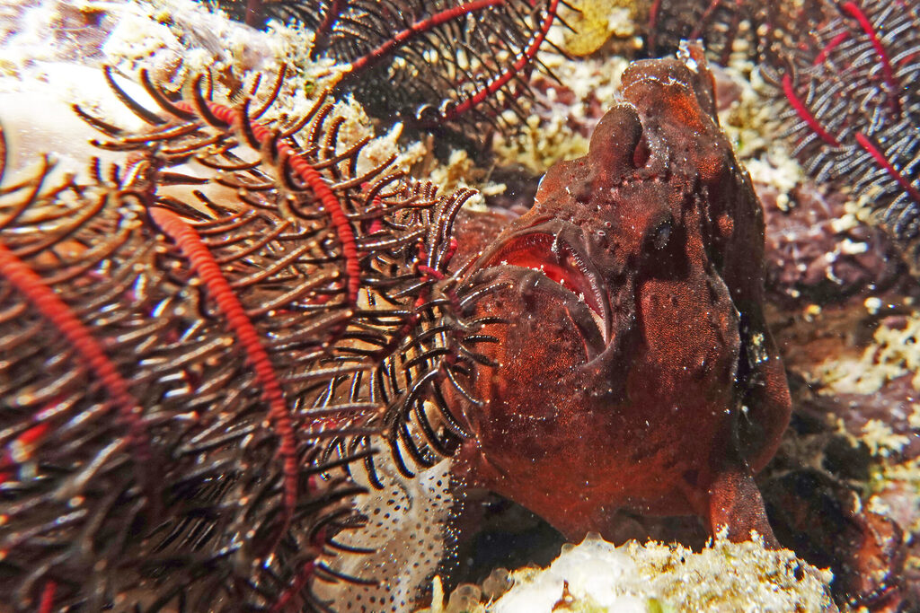 Anglerfisch beim Tauchen um Bangka Island in Sulawesi