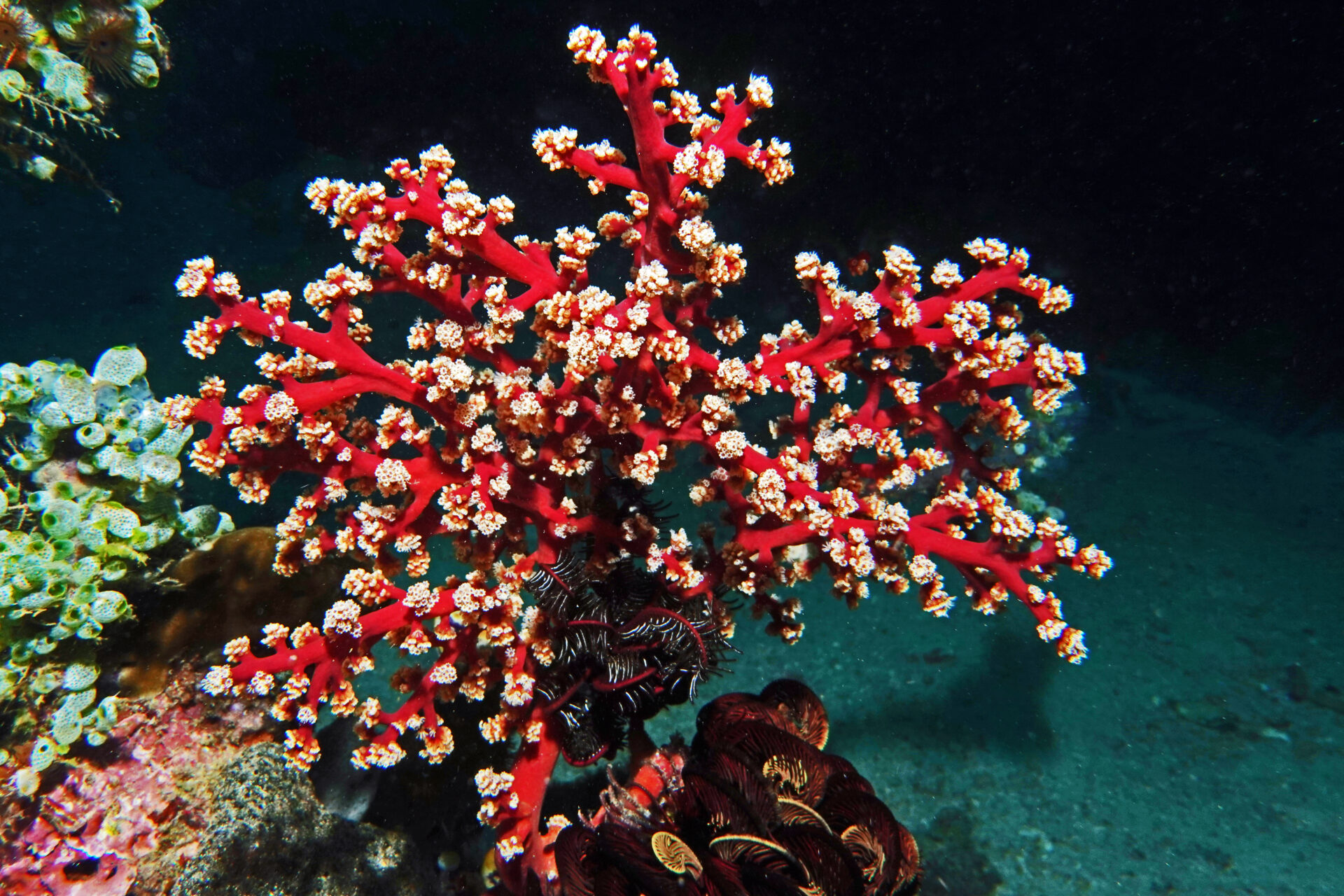 Hartkorallen beim Tauchen um Bangka Island im Norden von Sulawesi