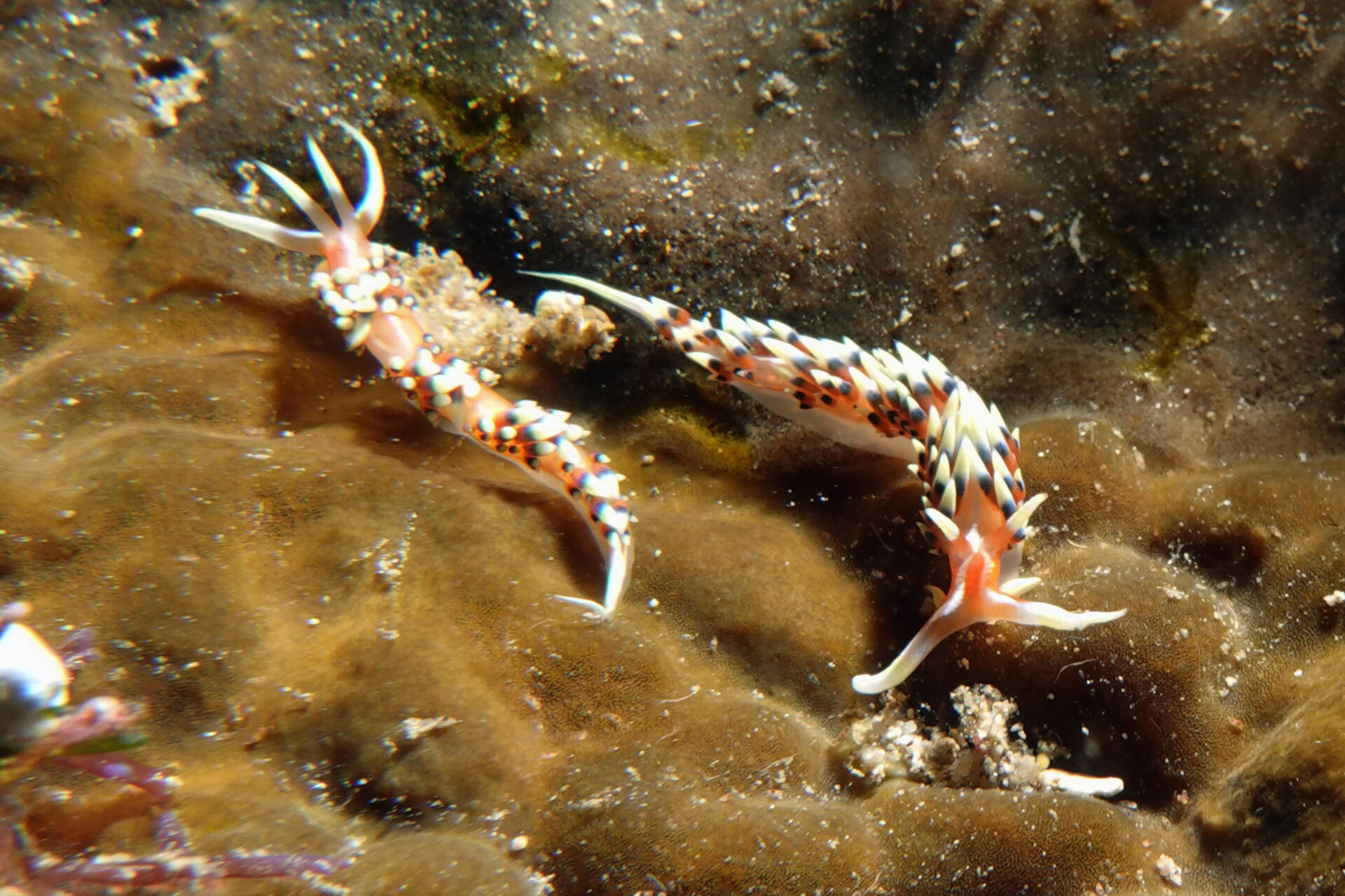 Nacktschnecken, beim Tauchen um Bangka Island in Sulawesi, sind farbenprächtig.