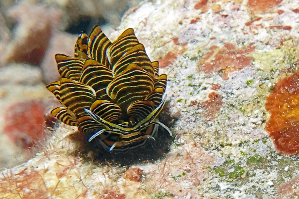 Nacktschnecken, beim Tauchen um Bangka Island in Sulawesi, sind farbenprächtig.