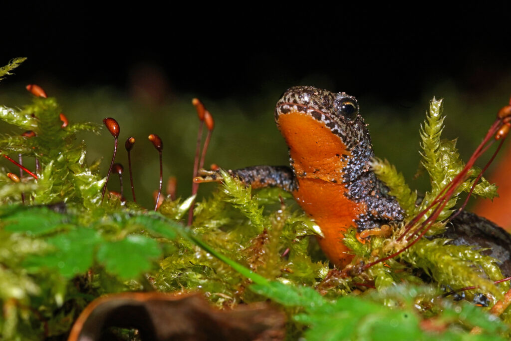 Bergmolch während Amphibienwanderung in Homburg im Saarland