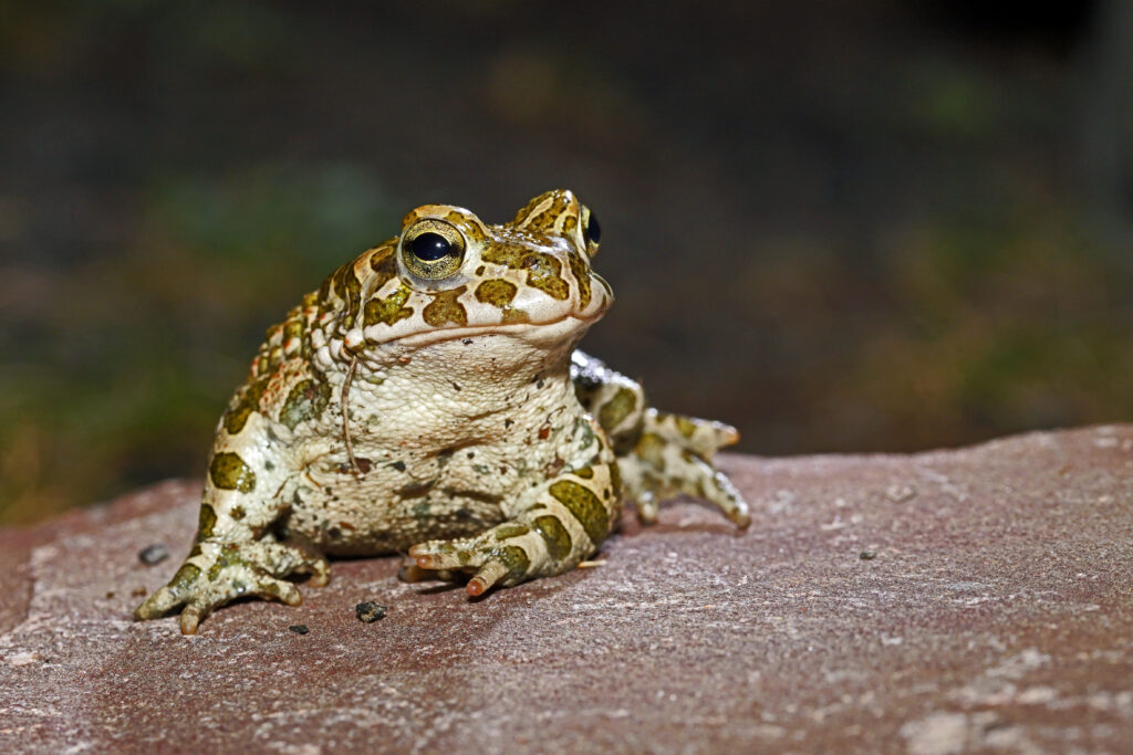 Seltenen Amphibien und faszinierende Kröten und Unken auf den Halden im Saarland