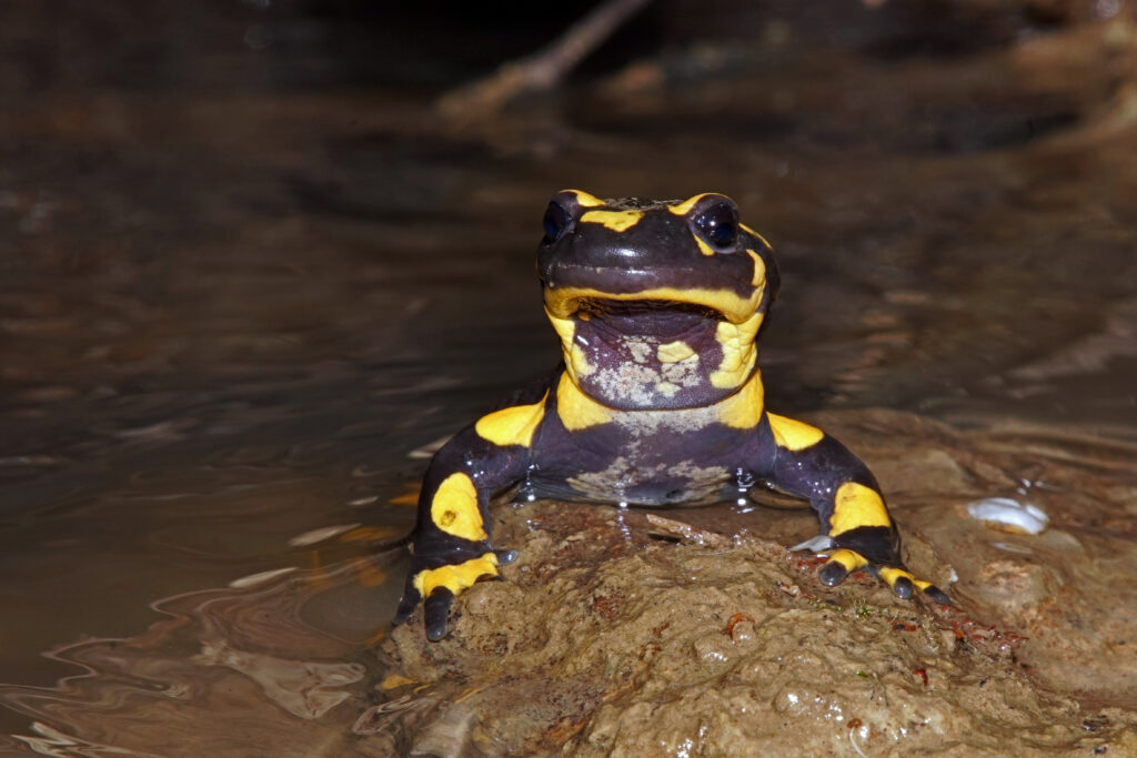 Feuersalamander