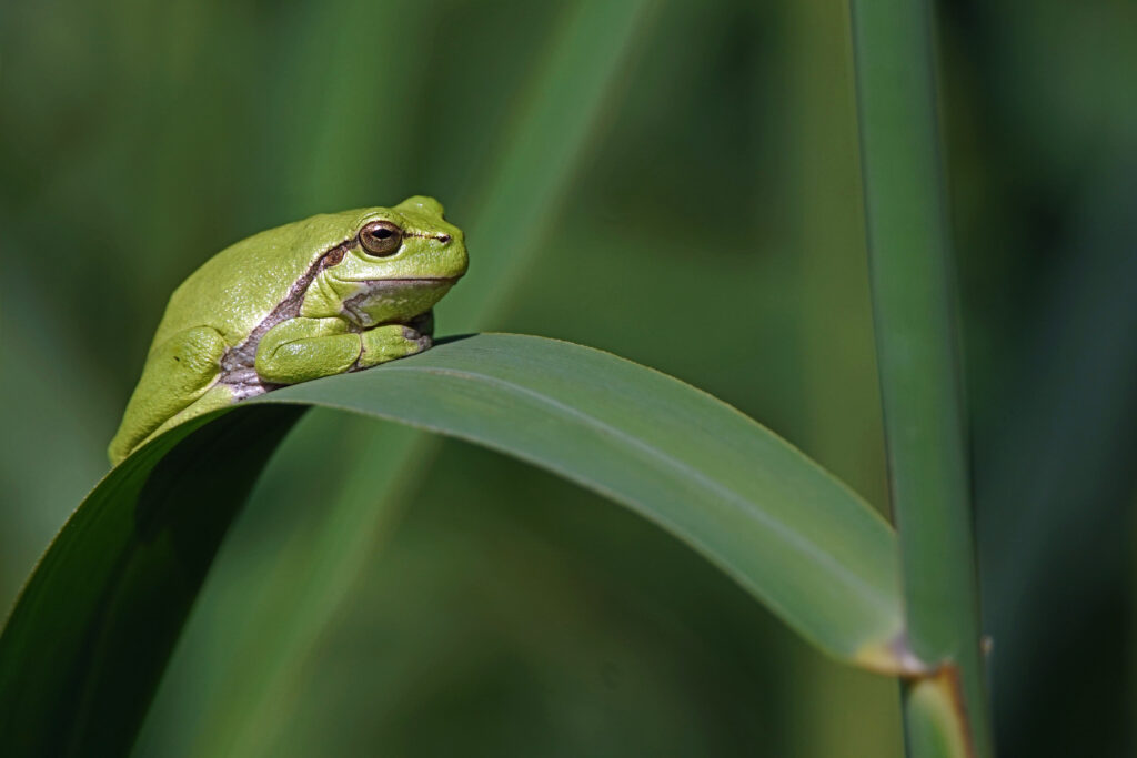 Sonnender Laubfrosch