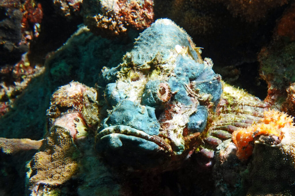 Drachenkopf auf Nusa Penida bei Bali