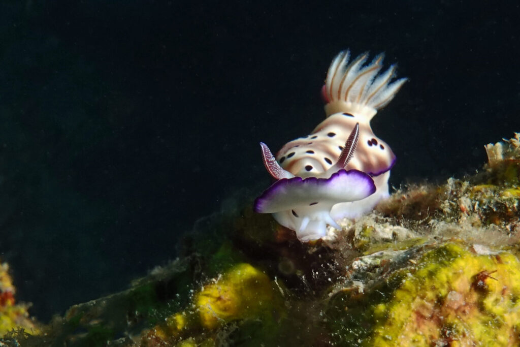 Tauchen bei Pemuteran auf Bali mit den Karang Divers - Nacktschnecke in Pemuteran