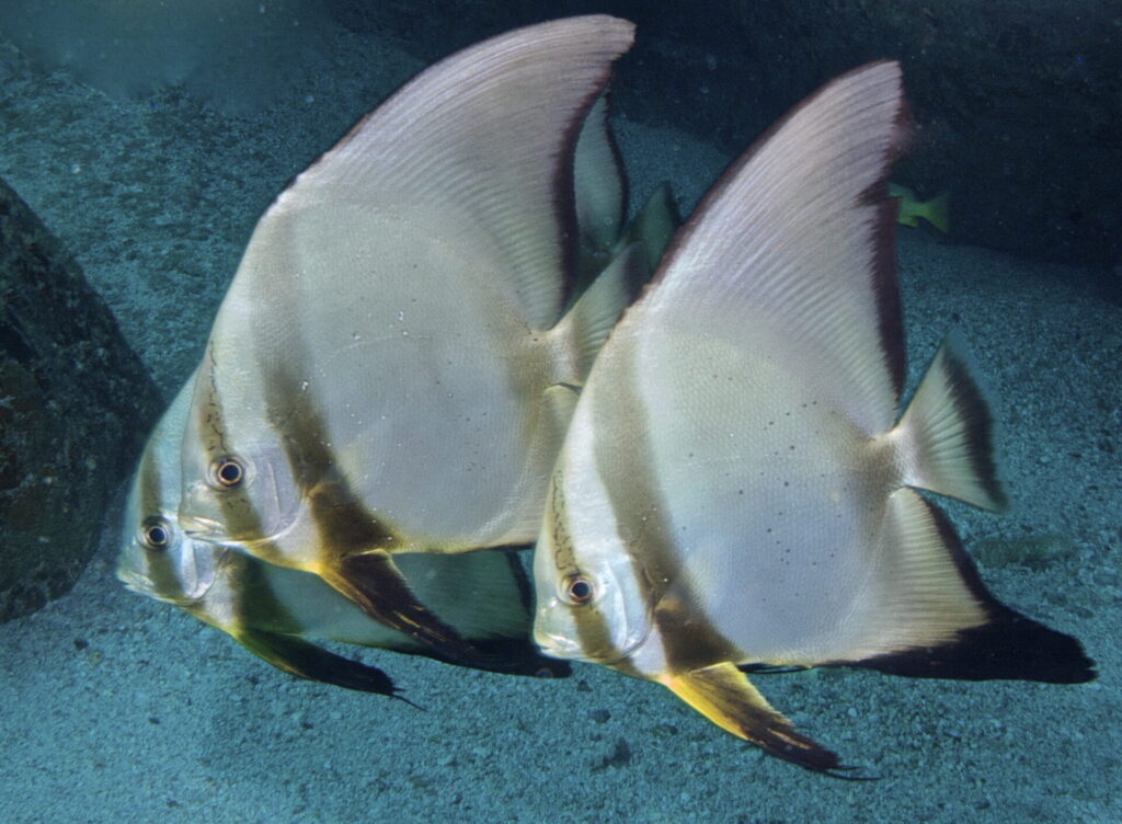 Tauchen auf Mahe und Praslin in den Seychellen - Fledermausfische