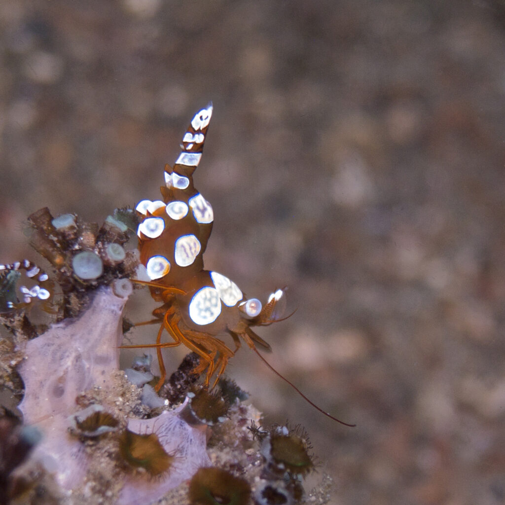 Hohlkreuzgarnele beim Tauchen in der Straße von Lembeh in Sulawesi - Lembeh Strait