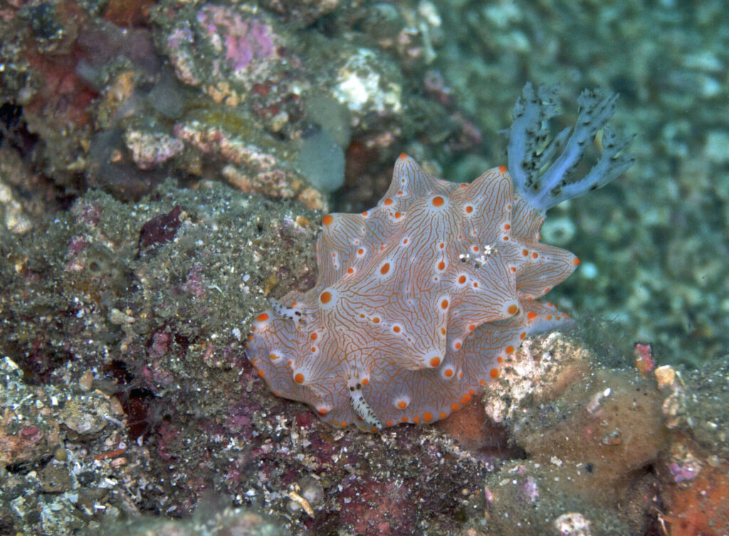 Nacktschnecke beim Tauchen in der Straße von Lembeh in Sulawesi - Lembeh Strait
