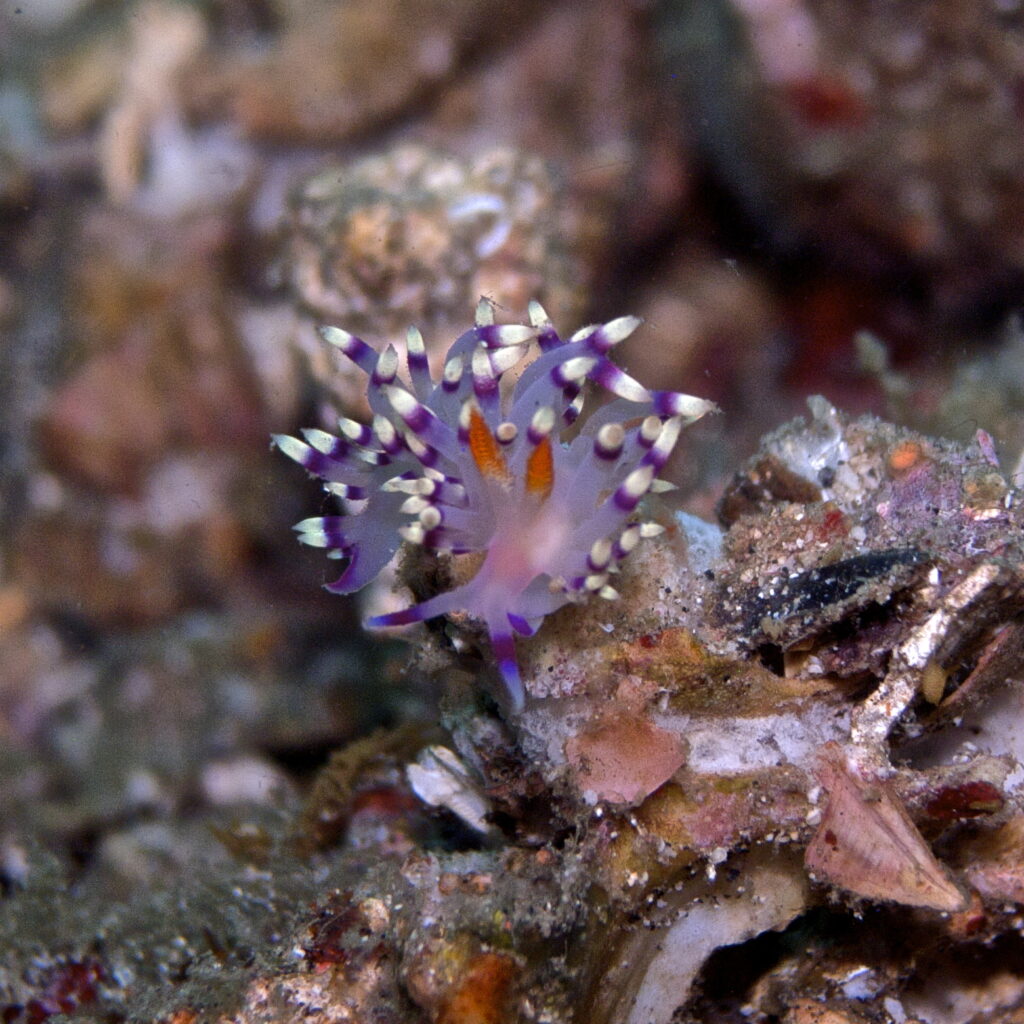 Nacktschnecke beim Tauchen in der Straße von Lembeh in Sulawesi - Lembeh Strait