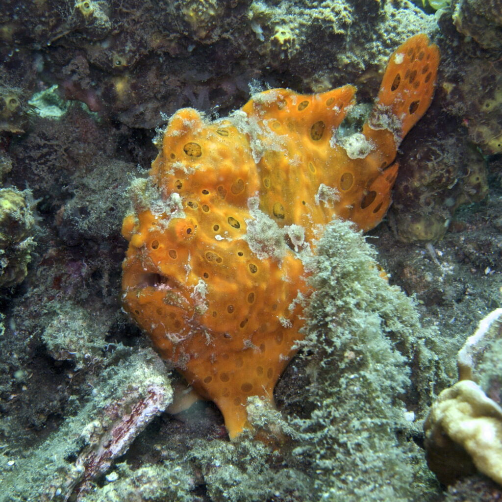 Anglerfisch beim Tauchen in der Straße von Lembeh in Sulawesi - Lembeh Strait