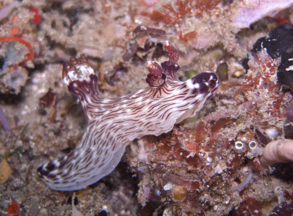 Nacktschnecke beim Tauchen in der Straße von Lembeh in Sulawesi - Lembeh Strait
