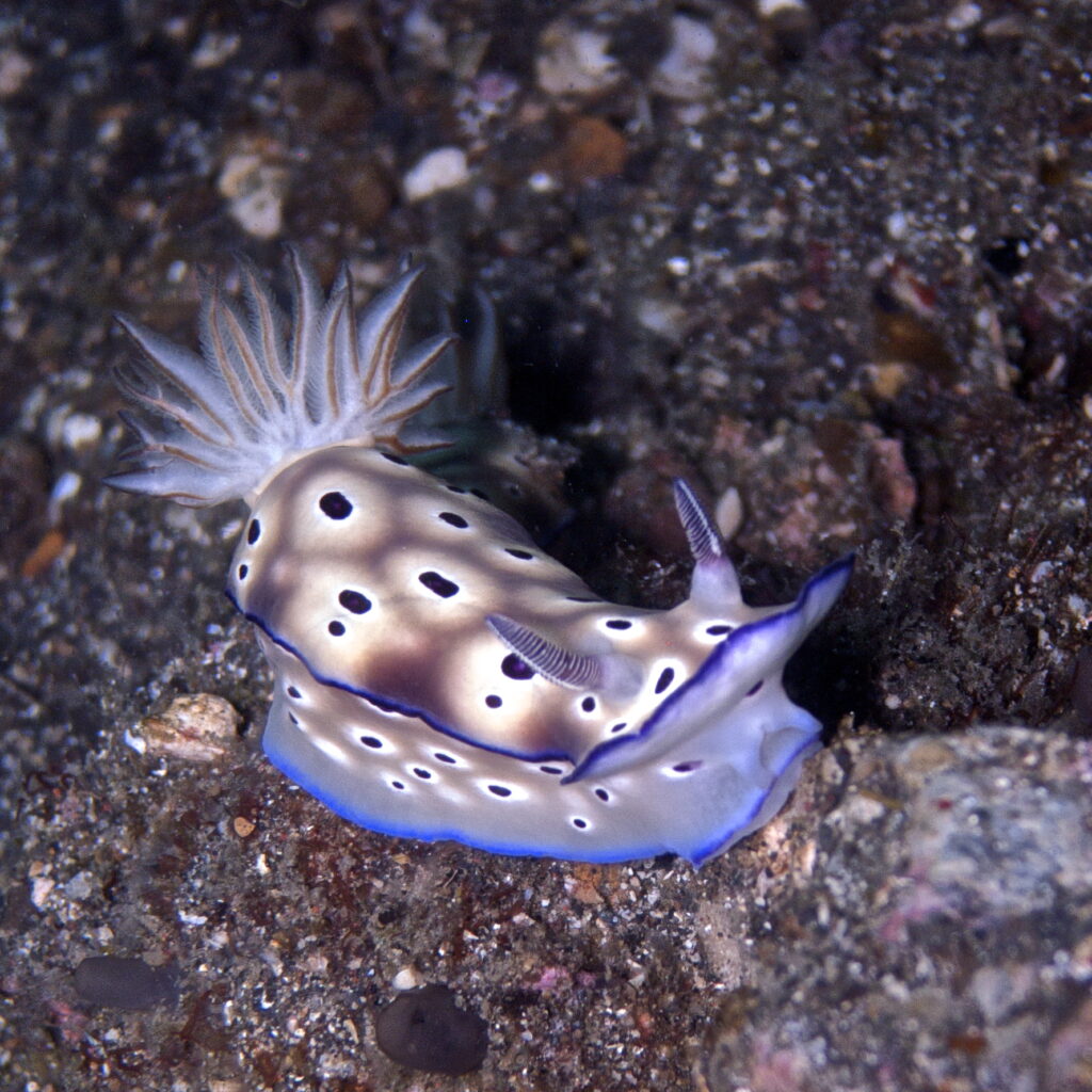 Nacktschnecke beim Tauchen in der Straße von Lembeh in Sulawesi - Lembeh Strait