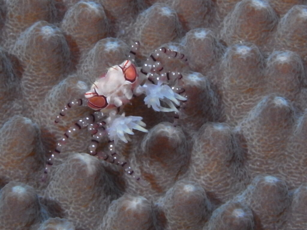 Boxerkrabbe beim Tauchen in der Straße von Lembeh in Sulawesi - Lembeh Strait