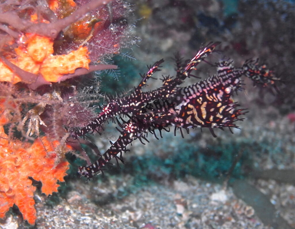Geisterpfeifenfisch beim Tauchen in der Straße von Lembeh in Sulawesi - Lembeh Strait