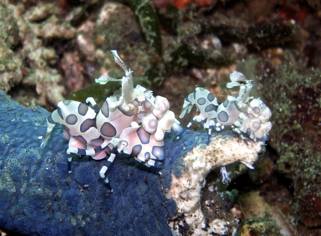 Harlekingarnele beim Tauchen in der Straße von Lembeh in Sulawesi - Lembeh Strait