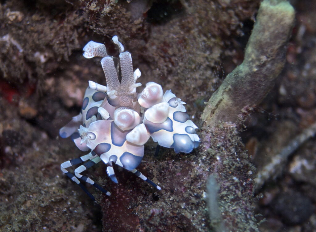 Harlekingarnele beim Tauchen in der Straße von Lembeh in Sulawesi - Lembeh Strait